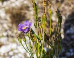 dichtbij omhoog schot van de Purper bloemen in de tuin. planten foto