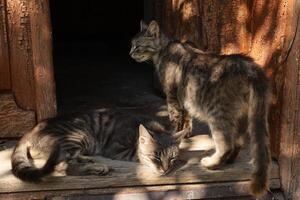 twee grijs katten Aan de drempel foto