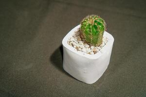 cactus bloemen in klein potten kijken dichtbij Aan een zwart lap. foto