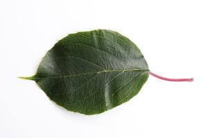groen kiwi blad Aan wit isoleren foto