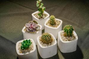 top visie van een groep van klein cactus bloemen in een wit pot. foto