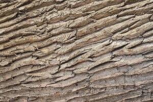 de structuur van de ruw schors van een oud eik boom. abstract achtergrond. foto