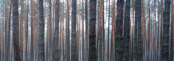 panorama van pijnboom herfst nevelig Woud. rijen van pijnboom boomstammen gehuld in mist Aan een bewolkt dag. foto