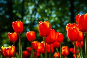 rood tulpen lit door zonlicht Aan een bloem bed. landschapsarchitectuur. foto