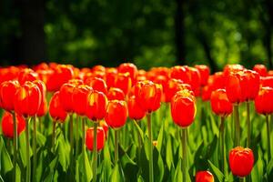 rood tulpen lit door zonlicht Aan een bloem bed. landschapsarchitectuur. foto