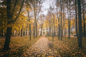 gouden herfst in een stad park met bomen en gedaald bladeren Aan een bewolkt dag. wijnoogst film stijlvol. foto