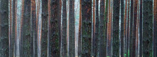 panorama van pijnboom herfst nevelig Woud. rijen van pijnboom boomstammen gehuld in mist Aan een bewolkt dag. foto