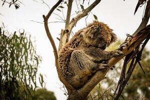 sluimerend koala in eucalyptus veilige haven foto
