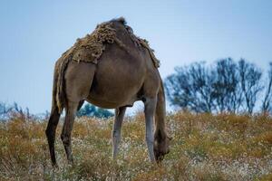 kameel profiel in de struik foto