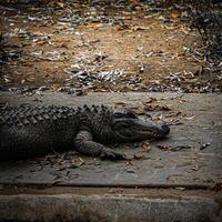 genieten alligator Aan rivieroever foto