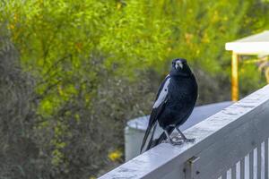 ekster nieuwsgierig blik foto