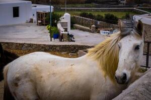 edele wit paard door steen muren foto