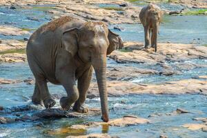 wild Aziatisch olifant kruispunt stroomafwaarts de rivier- in pinawala dorp van sri lanka. foto