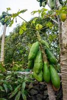 vers papaja's hangende Aan de boom, klaar naar worden geplukt. levendig kleuren en tropisch gevoel in deze zonnig boomgaard tafereel. foto