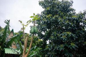 papaja bomen Laden met rijp fruit, levendig kleuren, en weelderig gebladerte. perfect voor tropisch thema's en agrarisch concepten. foto