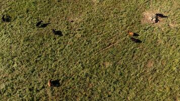 antenne visie van een kudde van koeien begrazing Aan een enorm alentejo veld- in Portugal. foto