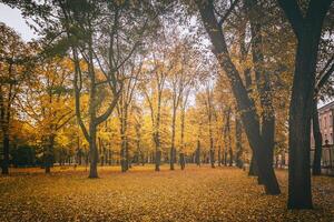 gouden herfst in een stad park met bomen en gedaald bladeren Aan een bewolkt dag. wijnoogst film stijlvol. foto