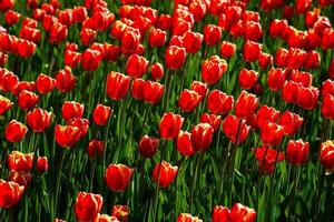 rood tulpen lit door zonlicht Aan een bloem bed. landschapsarchitectuur. foto