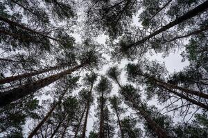 bodem visie van pijnboom bomen tegen een Doorzichtig lucht. foto