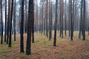 pijnboom herfst nevelig Woud. rijen van pijnboom boomstammen gehuld in mist Aan een bewolkt dag. foto