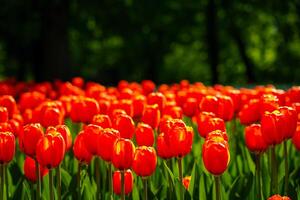 rood tulpen lit door zonlicht Aan een bloem bed. landschapsarchitectuur. foto