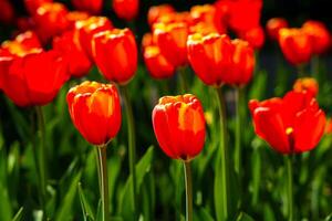 rood tulpen lit door zonlicht Aan een bloem bed. landschapsarchitectuur. foto