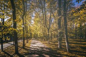 blad vallen in de stad park in gouden herfst. landschap met esdoorns en andere bomen Aan een zonnig dag. wijnoogst film stijlvol. foto