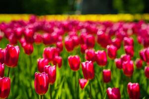 Purper tulpen lit door zonlicht Aan een bloem bed. landschapsarchitectuur. foto