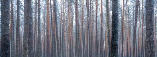 panorama van pijnboom herfst nevelig Woud. rijen van pijnboom boomstammen gehuld in mist Aan een bewolkt dag. foto