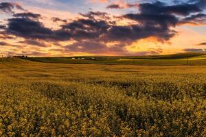 agrarisch bloeiend koolzaad veld- Bij zonsondergang of zonsopkomst. foto