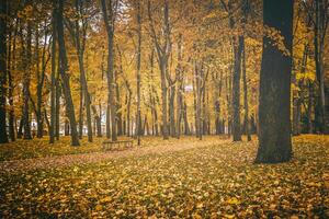 gouden herfst in een stad park met bomen en gedaald bladeren Aan een bewolkt dag. wijnoogst film stijlvol. foto