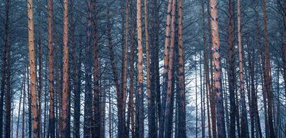 panorama van pijnboom herfst nevelig Woud. rijen van pijnboom boomstammen gehuld in mist Aan een bewolkt dag. foto