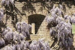 blauw bloesem van een blauweregen Bij een steen muur foto