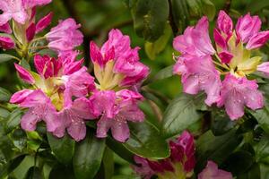 mooi rododendron in bloeien in voorjaar foto