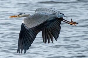 grijs reiger in vlucht Bij de noorden zee foto