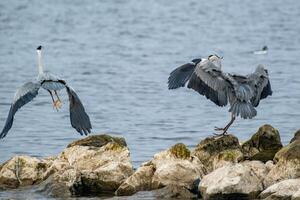 grijs reiger in vlucht Bij de noorden zee foto