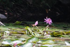 dichtbij omhoog visie van paar van roze Waterlelie in bloei drijvend Aan de meer foto