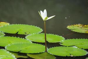dichtbij omhoog visie van paar van wit Waterlelie in bloei drijvend Aan de meer foto