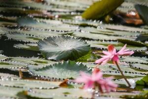 amazon regen Woud water lelie. lotus bladeren zwevend Aan water foto