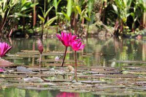 dichtbij omhoog visie van paar van roze Waterlelie in bloei drijvend Aan de meer foto