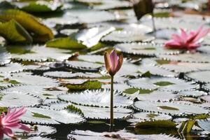 dichtbij omhoog visie van paar van roze Waterlelie in bloei drijvend Aan de meer foto