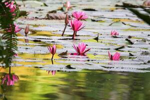 dichtbij omhoog visie van paar van roze Waterlelie in bloei drijvend Aan de meer foto