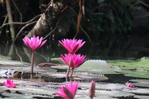 dichtbij omhoog visie van paar van roze Waterlelie in bloei drijvend Aan de meer foto