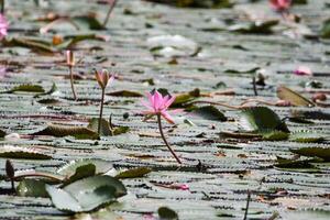 dichtbij omhoog visie van paar van roze Waterlelie in bloei drijvend Aan de meer foto