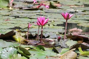 dichtbij omhoog visie van paar van roze Waterlelie in bloei drijvend Aan de meer foto