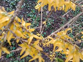 voorjaar kleuren brengen weer een levendig palet van pastel tinten, bloeiende bloemen, en vers groen, signalering de ontwaken van natuur na de winter sluimeren foto