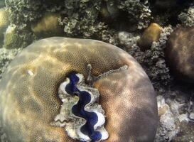 onderwater- foto van pale koralen met vis Bij de Maldiven.