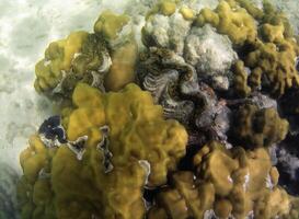 onderwater- foto van pale koralen met vis Bij de Maldiven.