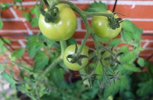 landbouw concept. enkele grote groene tomaten op een struik die aan de muur van een huis groeit. foto