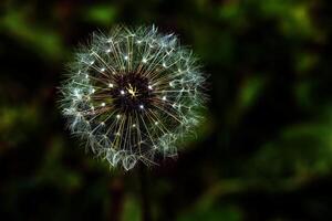 gemeenschappelijk paardebloem taraxacum officinale in een weide tegen een donker achtergrond foto